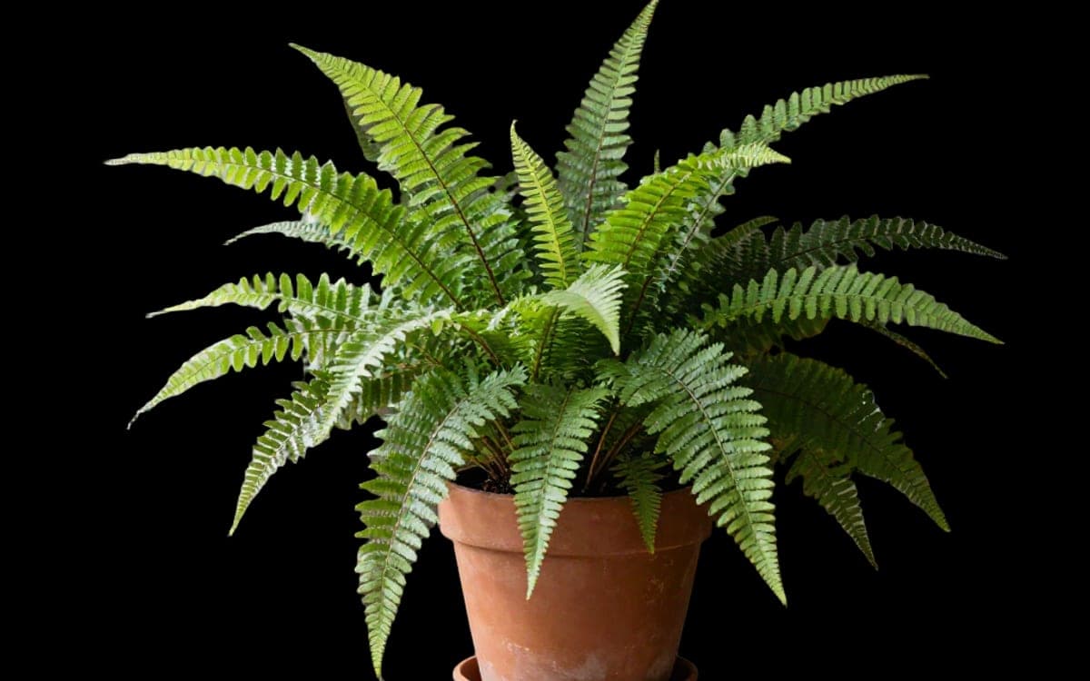 A plant cut out of its background, the thin leaf edges kept intact.